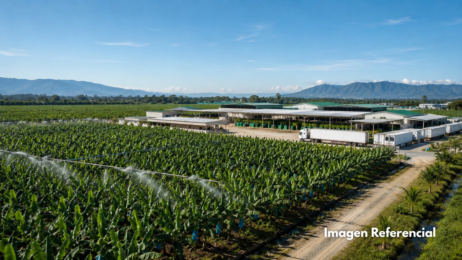 Financiamiento para Exportadora de Banano con Certificaciones Internacionales – Ecuador